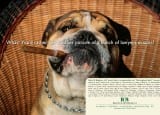Balch BEST Super Leading Cigar Bulldog
