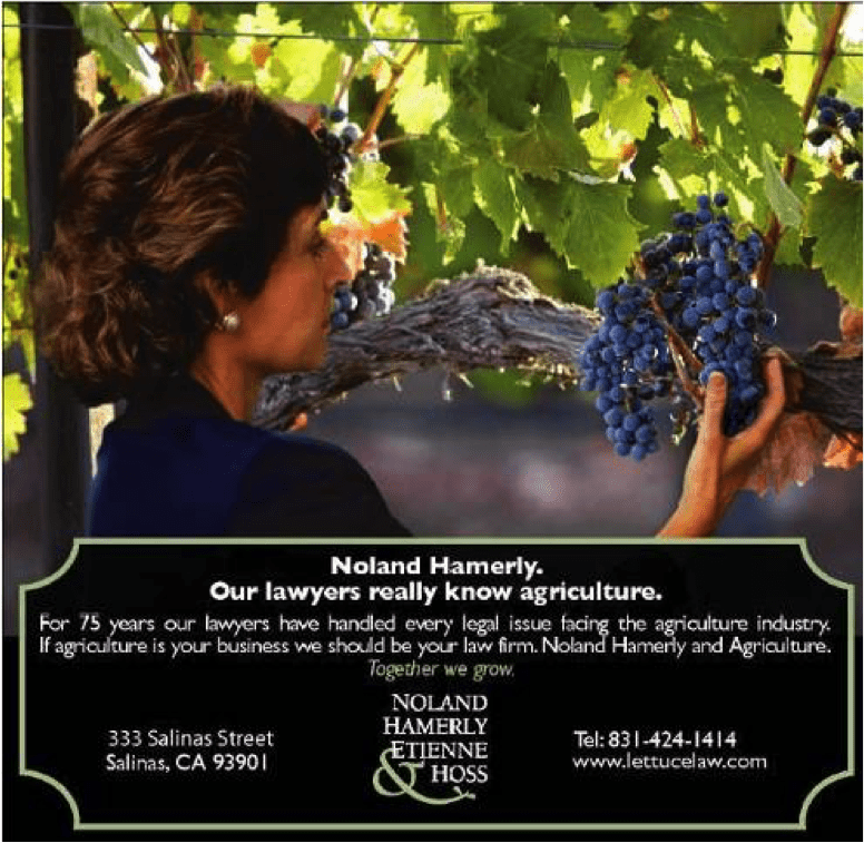 Lettuce Noland Grapes vineyard