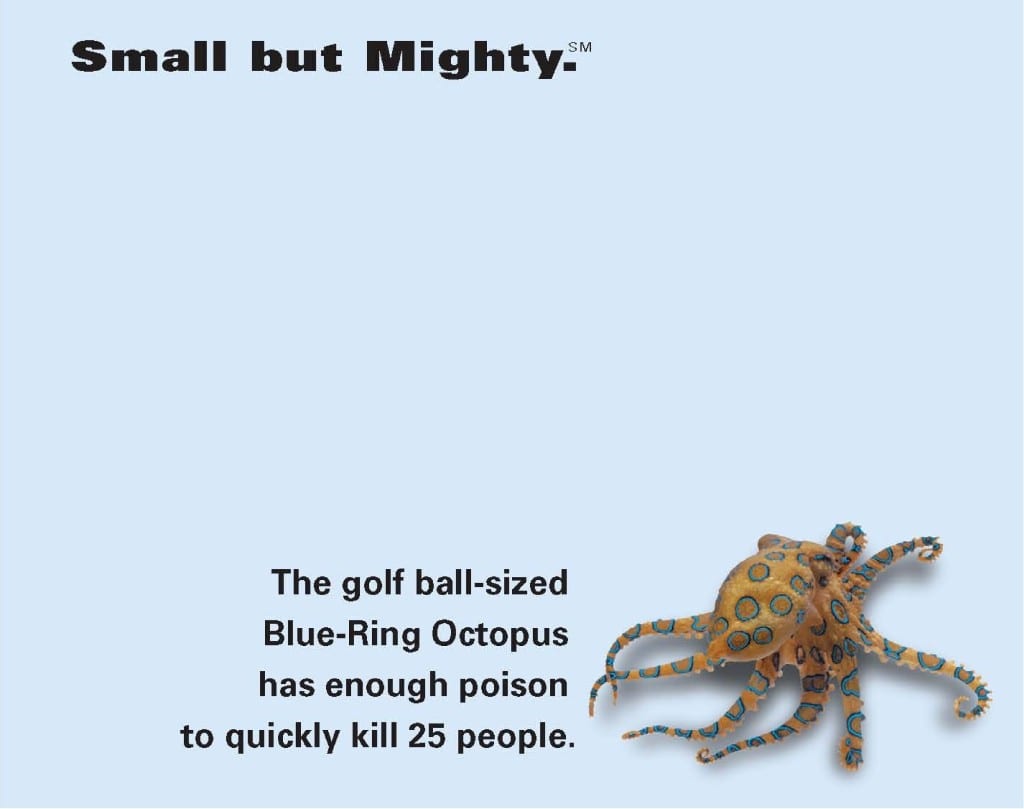 Novack Macey Small but Mighty octopus