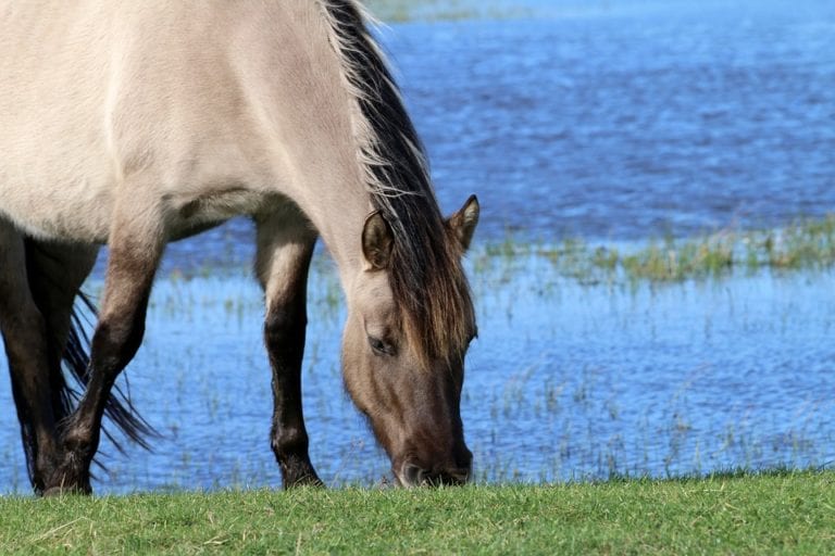 Horse, Drinking Water